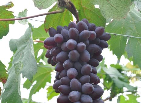 Embrapa e Epagri promovem dia de campo sobre uva de qualidade em Videira, SC
