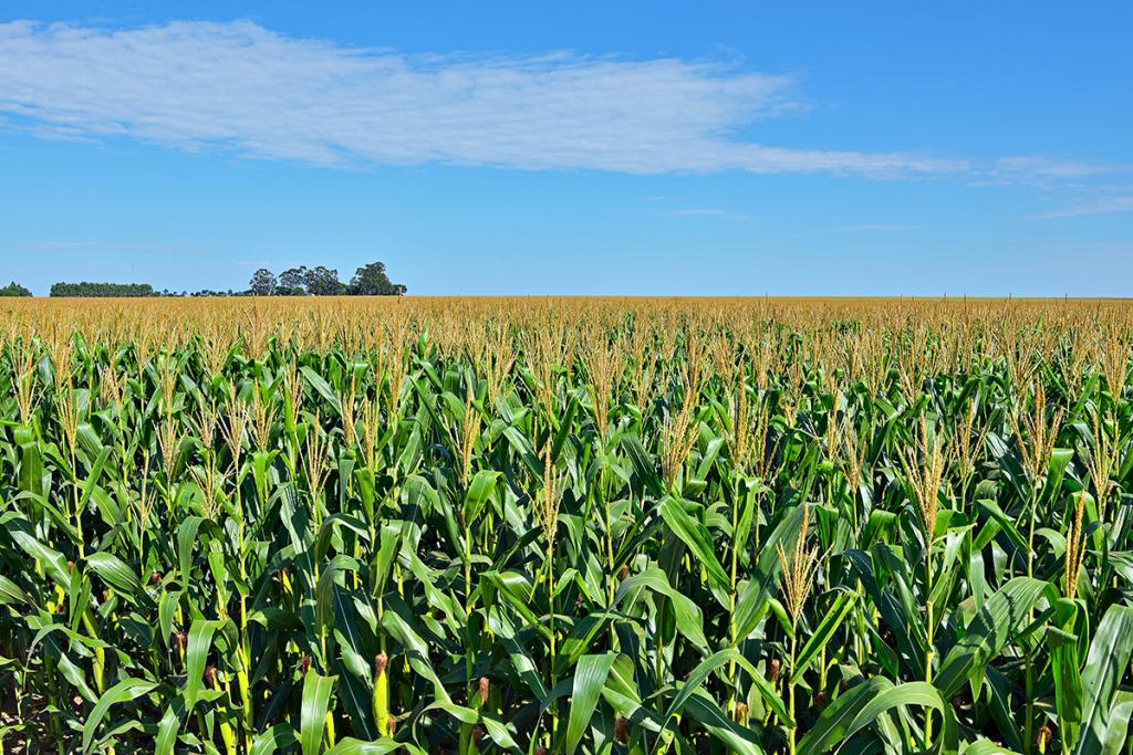 Morgan Sementes e Biotecnologia lança híbrido MG545 no Show Rural Coopavel