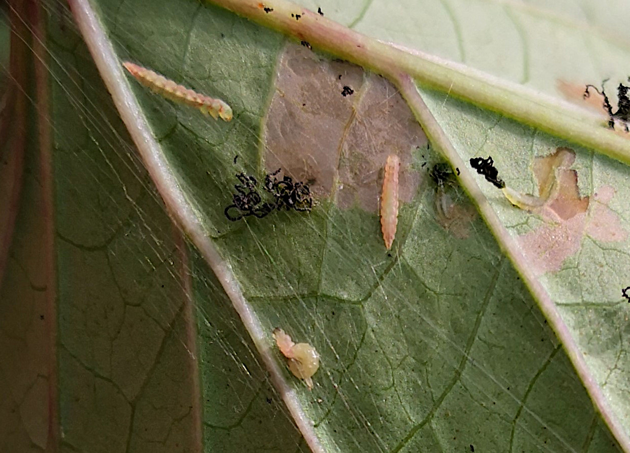 Foto:&nbsp;Phytorealism - CC BY-SA 4.0