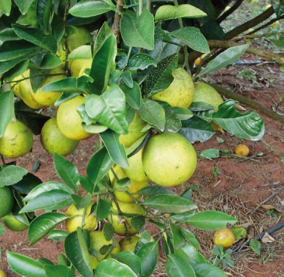Efeitos do uso de calda sulfocálcica na cultura do citros