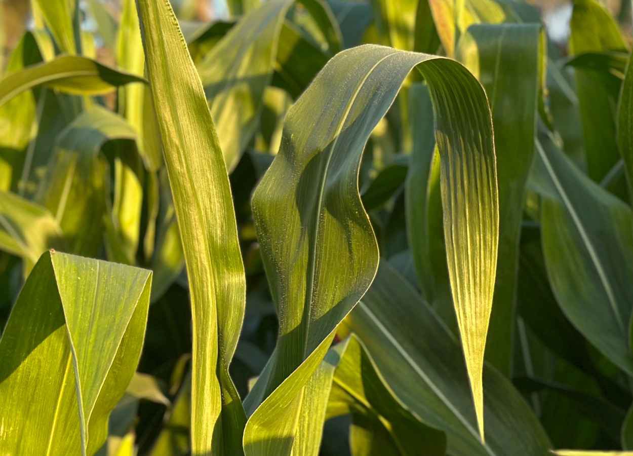 Pesquisa mostra que aplicações foliares alteram a comunidade fúngica