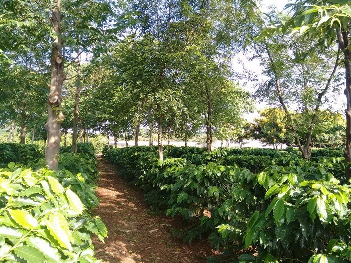 Figura 6 - Lavoura de café consorciada com espécies arbóreas no Iapar, município de Londrina, PR. Foto: Santino Aleandro da Silva