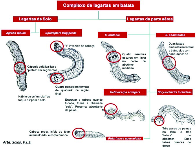 Figura 1 - Chave de identificação baseada nas principais características para diferenciação de lagartas em batata (Salas, F.J.S.)