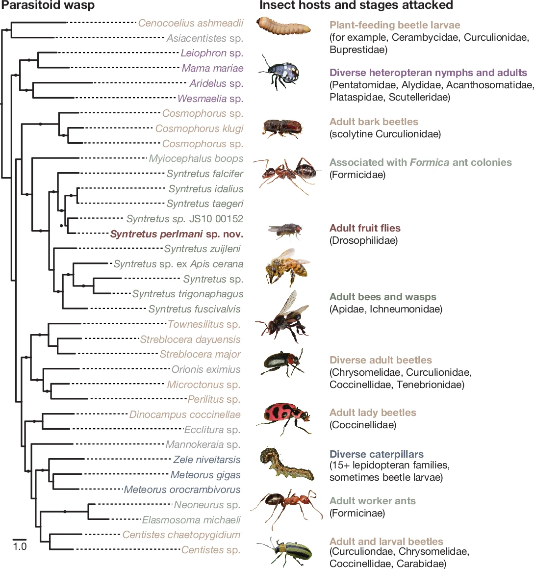 <i>Drosophila</i> adultas são parasitadas por uma espécie até então não descrita de euforino gênero <i>Syntretus</i> - Um filograma construído a partir de sequências de genes nucleares e mitocondriais concatenados de vespas euphorine selecionadas (esquerda), com imagens e descrições das espécies hospedeiras (direita). Os loci nucleares são genes que codificam a proteína do domínio da carbamoilfosfato sintase (CAD), 18S rRNA e 28S rRNA. O locus mitocondrial é COI. Membros dos táxons irmãos Cenocoelius e Asiacentistes são incluídos como grupos externos. As sequências de genes do grupo S. perlmani com alto suporte dentro do gênero Syntretus. Os ramos com valores de suporte de máxima verossimilhança semelhantes a Shimodaira–Hasegawa ≥ 0,9 são rotulados com um círculo. Os rótulos dos táxons são coloridos por ordem do hospedeiro. Os números de acesso à sequência do GenBank são listados nos Dados Suplementares. As fotografias do inseto hospedeiro são adaptadas com permissão da seguinte forma (de cima para baixo, excluindo a mosca-das-frutas): larva de cerambycida, Gilles San Martin sob uma licença CC BY 2.0; Nezara viridula, Bugwood.org, Robert e Lesley Ingram sob uma licença CC BY 3.0; Pityogenes chalcographis, Gilles San Martin sob uma licença CC BY 2.0; Formica sp., Bugwood.org, Joseph Berger sob uma licença CC BY 3.0; Apis mellifera, Bugwood.org, David Cappaert sob uma licença CC BY 3.0; T. carbonaria, Alison Bockoven; Disonycha triangularis, Bugwood.org, Joseph Berger sob uma licença CC BY 3.0; Coleomegilla maculata, Bugwood.org, Whitney Cranshaw sob uma licença CC BY 3.0; Helicoverpa armigera, Bugwood.org, Gyorgy Csoska sob uma licença CC BY 3.0; Formica obscuriventris, Gary Alpert; Acalymma vittatum, Bugwood.org, G. J. Holmes sob uma licença CC BY 3.0.