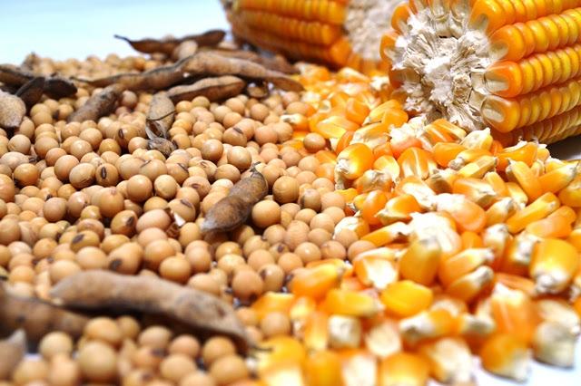 Maio encerra com forte valorização no preço do milho e da soja em MS