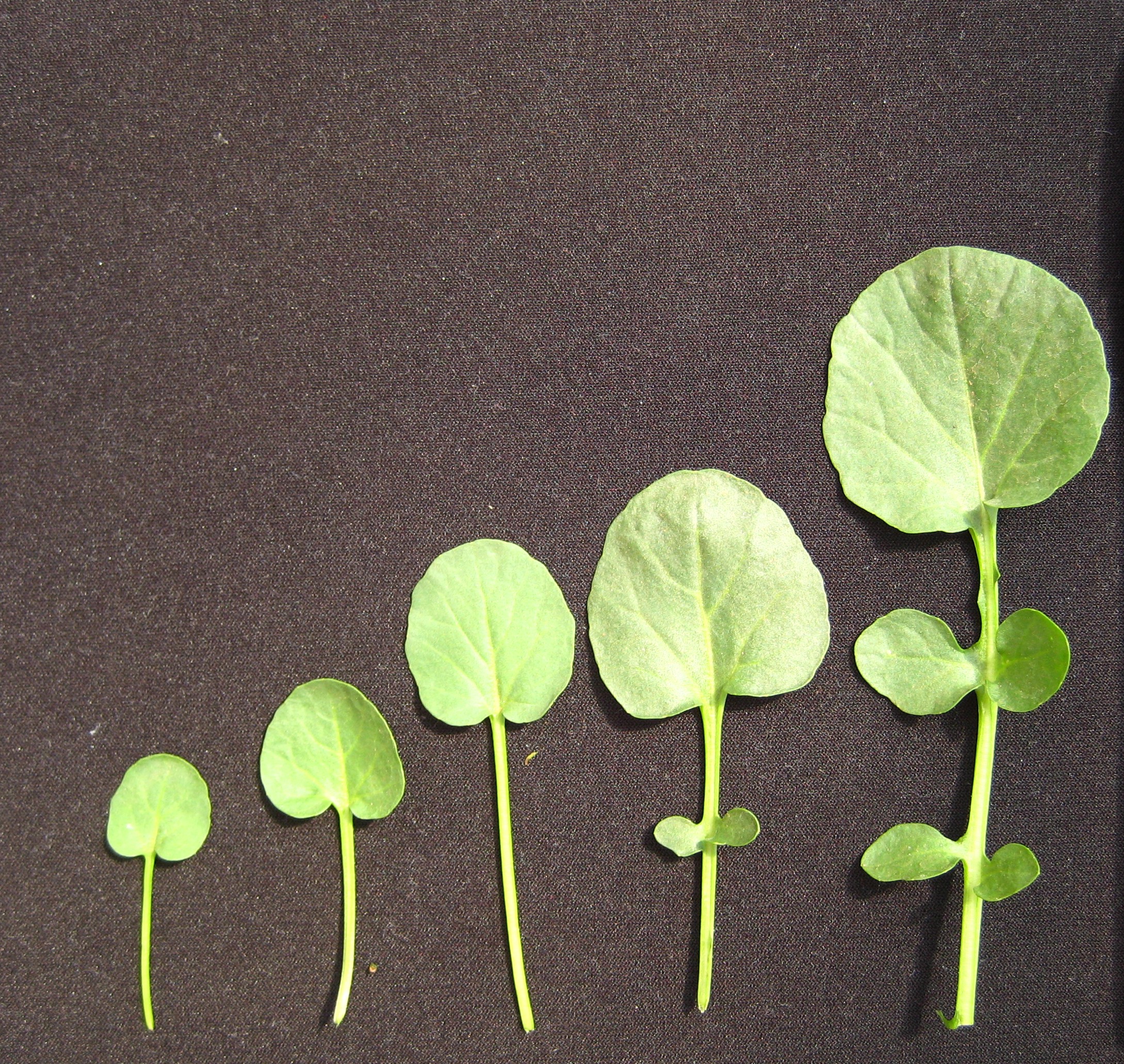 Detalhe de baby leaf de rúcula com diferentes comprimentos. Instituto Agronômico, Campinas, SP. - Foto: Purquerio LFV.