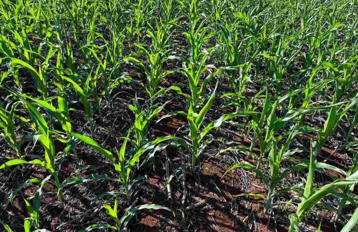 Bioinseticidas reforçam combate a pragas no milho