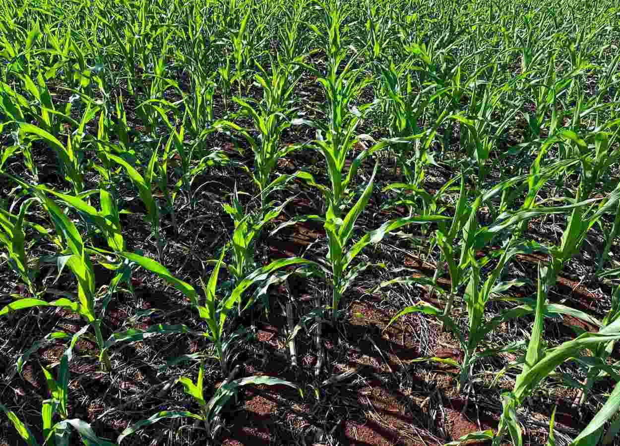 Bioinseticidas reforçam combate a pragas no milho