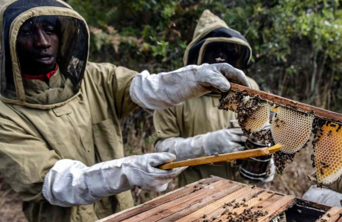 África lidera crescimento na produção de mel