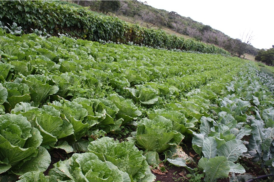 Treinamento em pesquisa sobre produção agrícola com bolsas da FAPESP