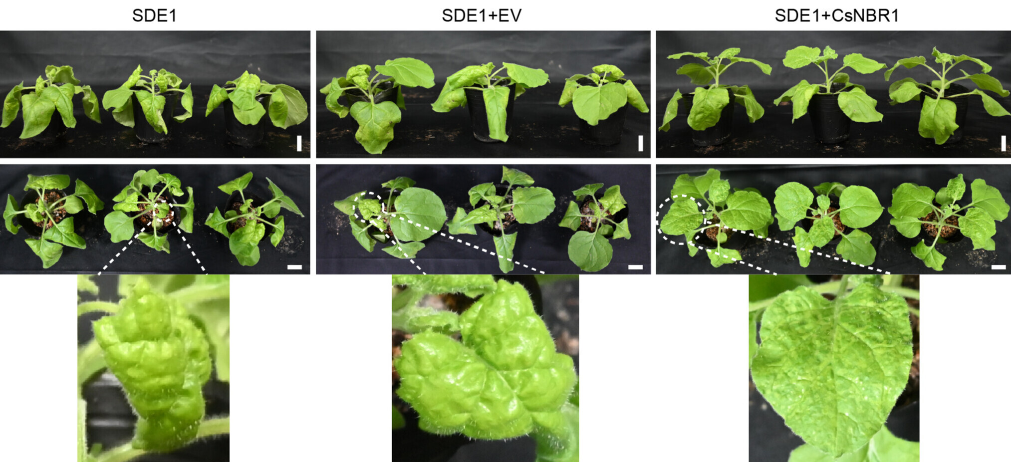 Sintomas induzidos em plantas de Nicotiana benthamiana pela inoculação de PVX-FLAG-SDE1 (controle positivo), PVX-FLAG-SDE1 + PVX-EV (vetor vazio de PVX, controle negativo) e PVX-FLAG-SDE1 + PVX-FLAG-CsNBR1, 12 dias após a infiltração (dpi). Barra de escala = 2 cm -&nbsp;DOI 10.1111/mpp.70310