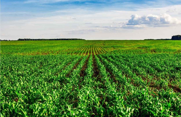 Excedente de chuvas melhora a condição inicial das lavouras