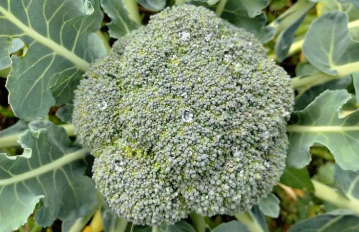 Cultivo estratégico de brócolis reduz perdas no campo