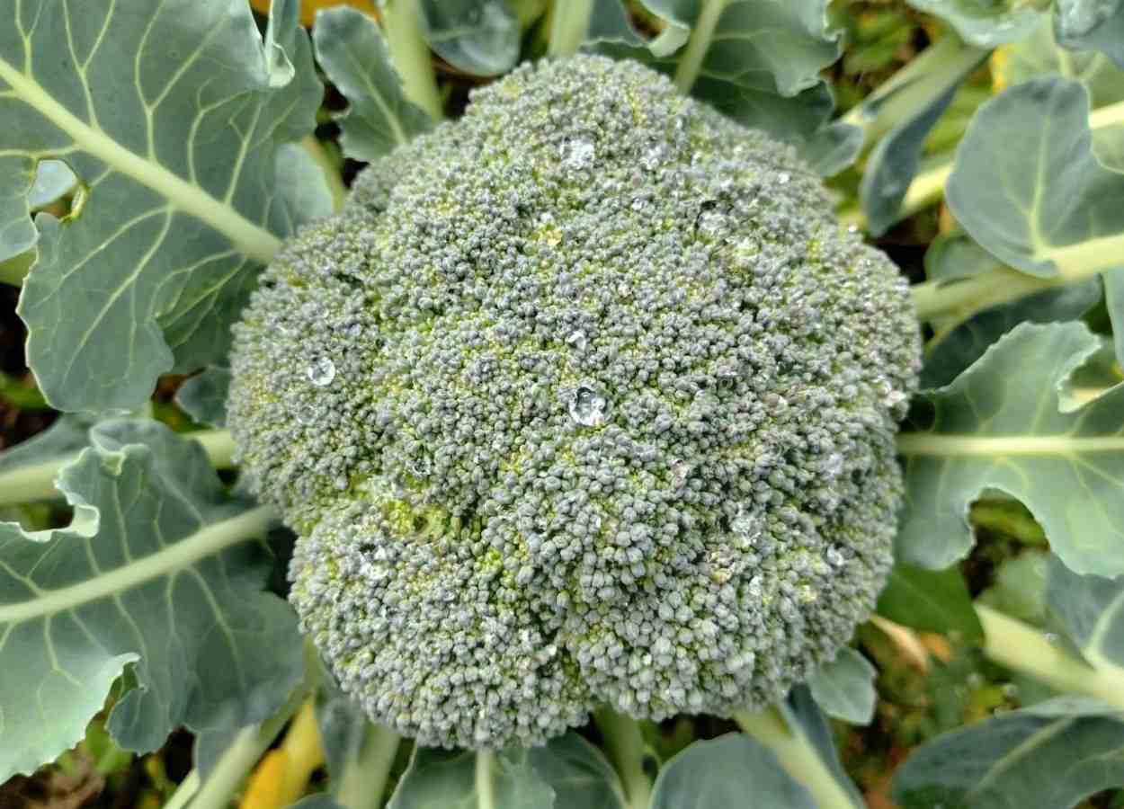 Cultivo estratégico de brócolis reduz perdas no campo
