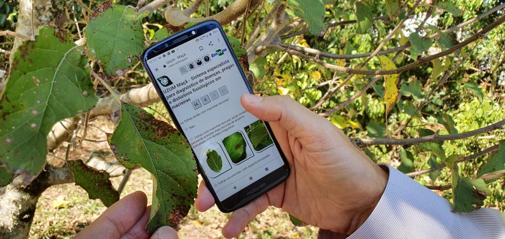 Plataforma digital auxilia no diagnóstico de pragas e doenças em frutas