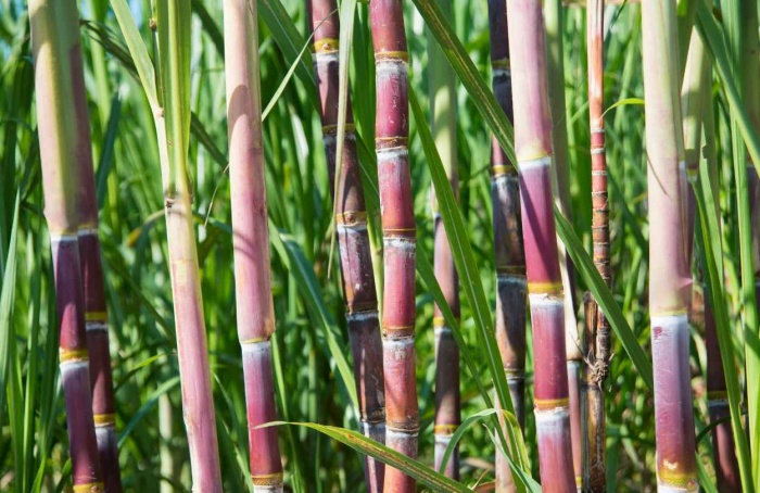 Novembro registra alta na produtividade da cana no Centro-Sul