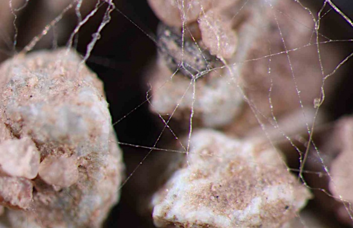 Microtomografia revela redes de fungos micorrízicos no solo