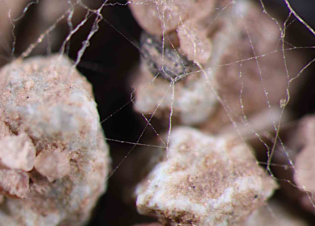 Microtomografia revela redes de fungos micorrízicos no solo