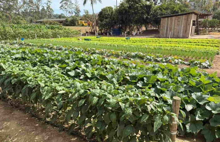 Sakata reúne produtores em Dias de Campo no Sudeste e Sul