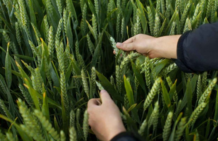 Herbicida icafolin deve chegar à Austrália em 2028