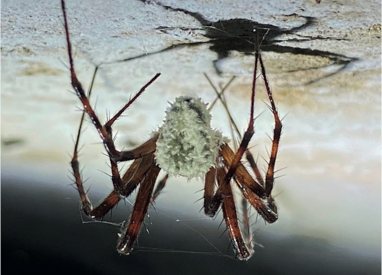 Aranha infectada por&nbsp;<i>Gibellula attenboroughii</i> - Foto&nbsp;H.C. Evans