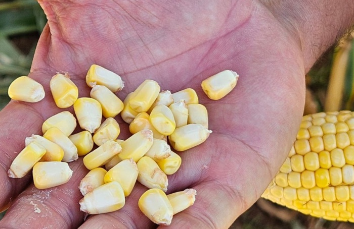 Milho e sorgo precoces ganham espaço em Dia de Campo da Cotrisul