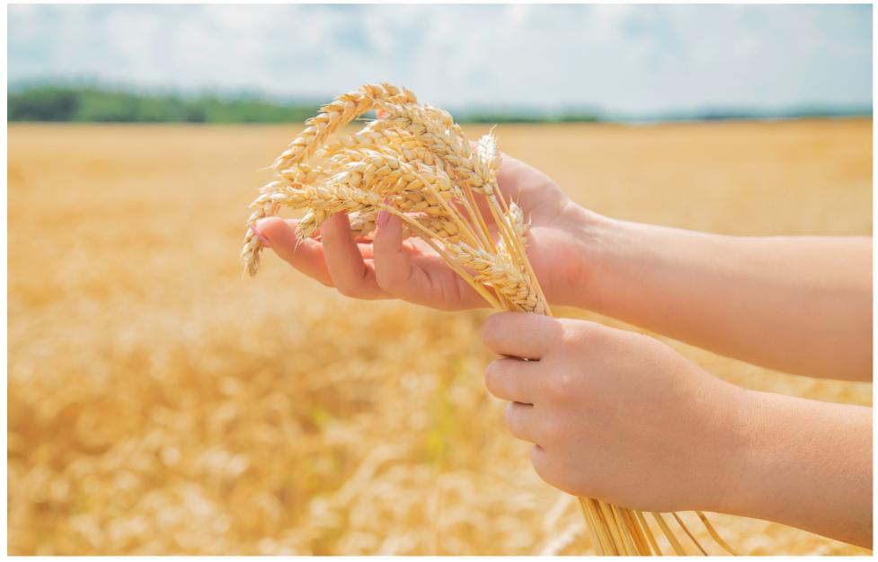 Embrapa e Biotrop desenvolvem inoculante para cultivo de trigo