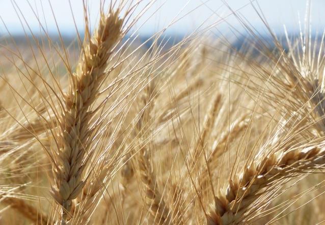 Seminário propõe discussão sobre o cultivo de trigo no Paraná