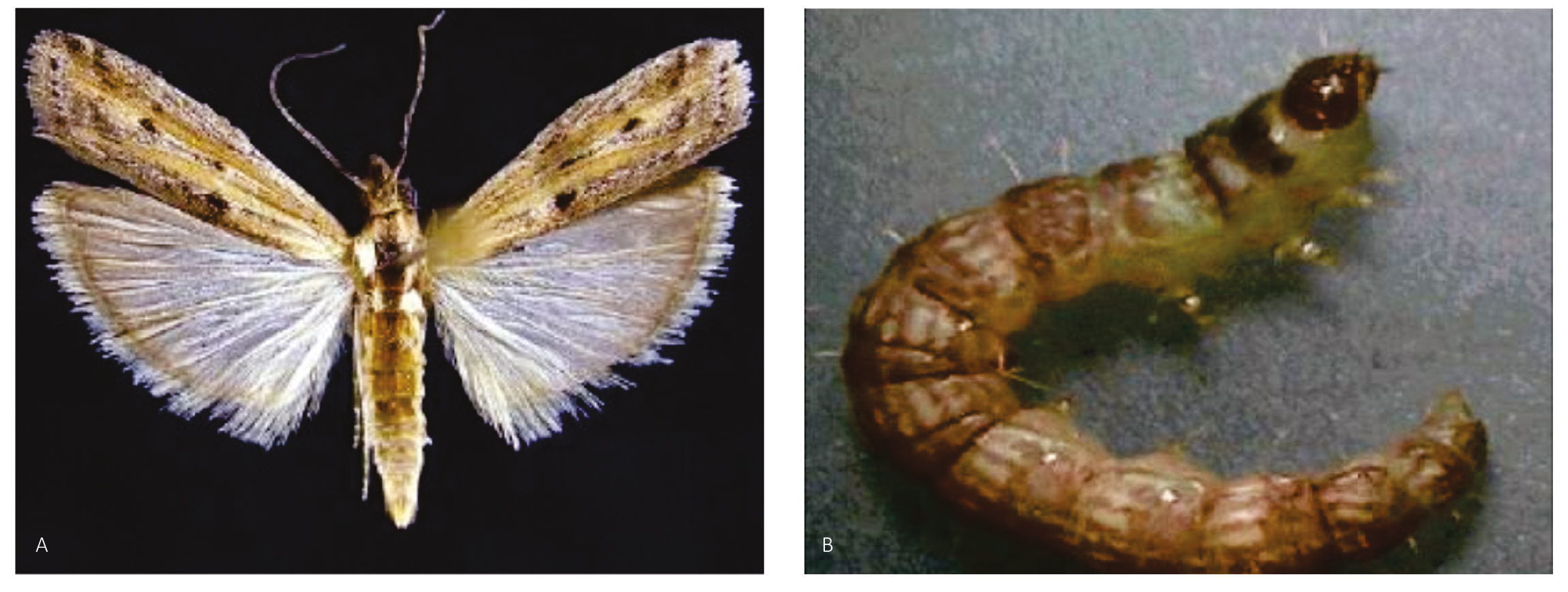 Figura 7 - Adulto (A) e larva de lagarta-elasmo (B)