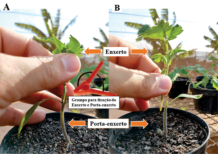 Figura 2 - Detalhe da realização da enxertia de tomateiro através de máquina automatizada (A) e detalhe da fixação de enxerto e porta-enxerto com adesivos específicos para uso em enxertia mecânica (B).