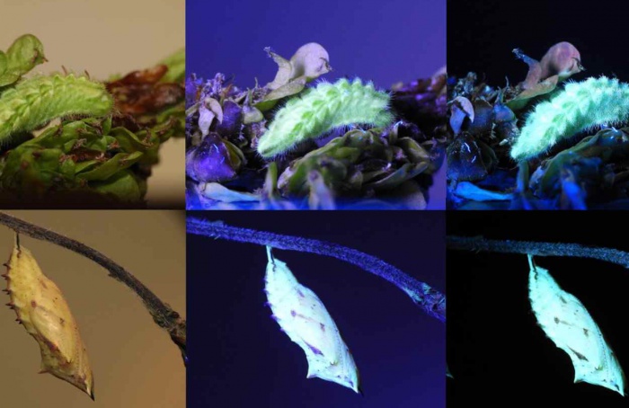 Luz ultravioleta padroniza busca por larvas de Lepidoptera