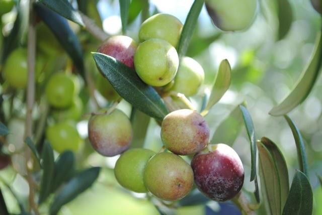 Comissão apresenta proposta para padrões de produção mudas de oliveira