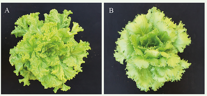 Figura 1 - Cultivares de alface Vanda (A) e Saladela (B) na data da colheita
