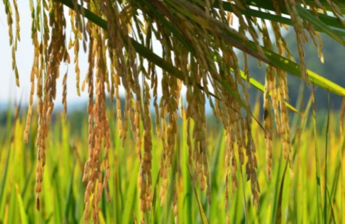 Projeto da Epagri pretende mapear e monitorar culturas agrícolas de forma automatizada