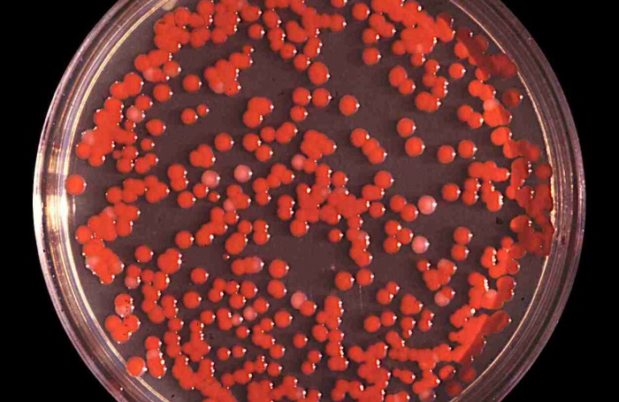 Microcápsulas com Serratia marcescens controlam mofo-branco