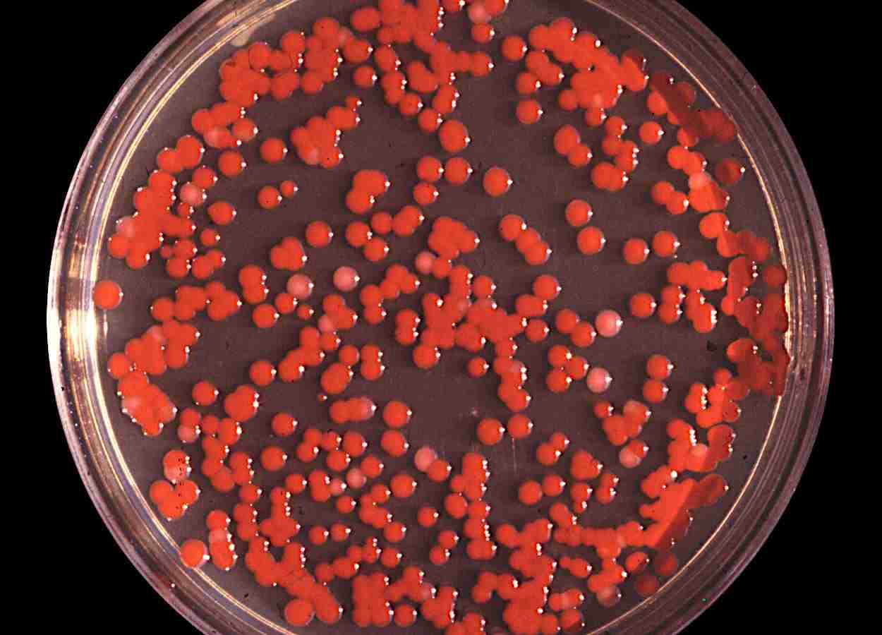 Microcápsulas com Serratia marcescens controlam mofo-branco