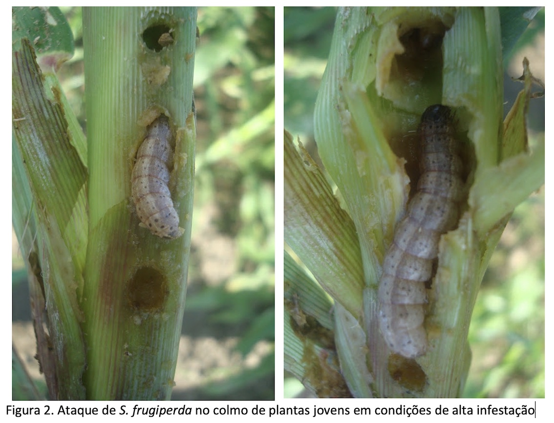 Manejo de Spodoptera frugiperda: lagarta de cardápio variado! | Revista ...