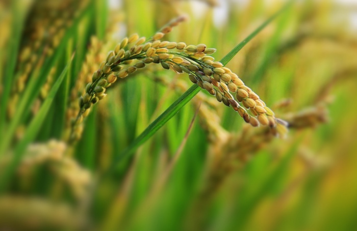 Campo experimental de arroz com edição genética é vandalizado na Itália