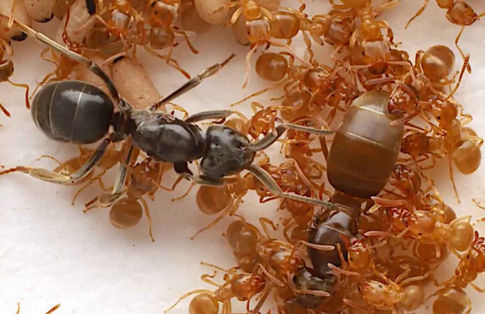 Matricídio no formigueiro: rainhas invasoras manipulam operárias