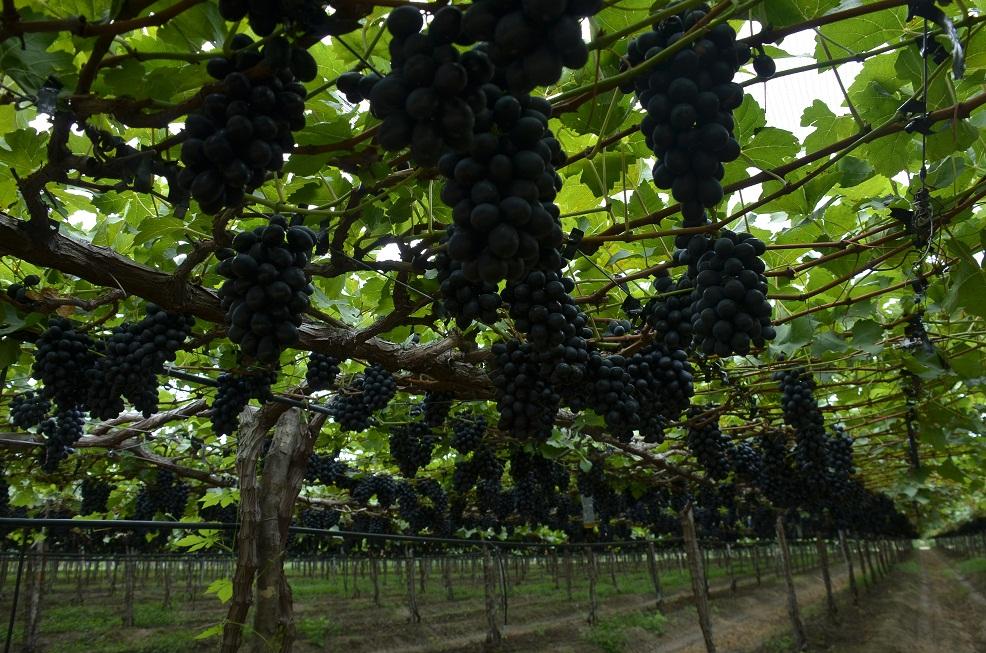 Embrapa participa da Fenagri em Juazeiro (BA)