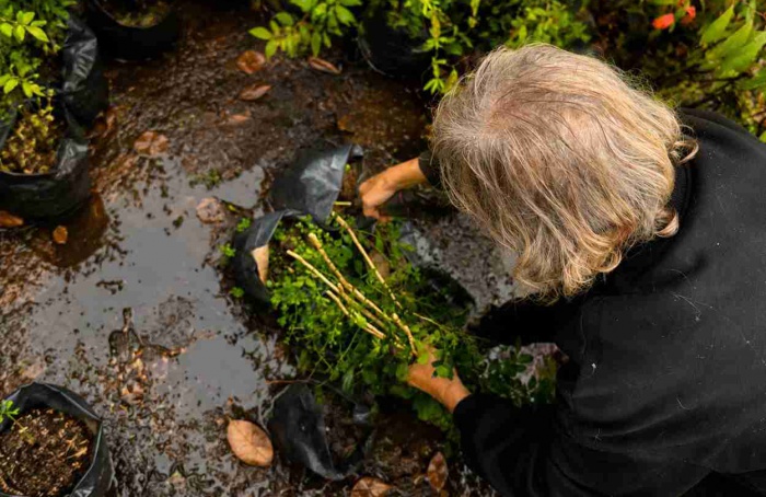 Senasa destrói 51 plantas de murta para prevenir o greening
