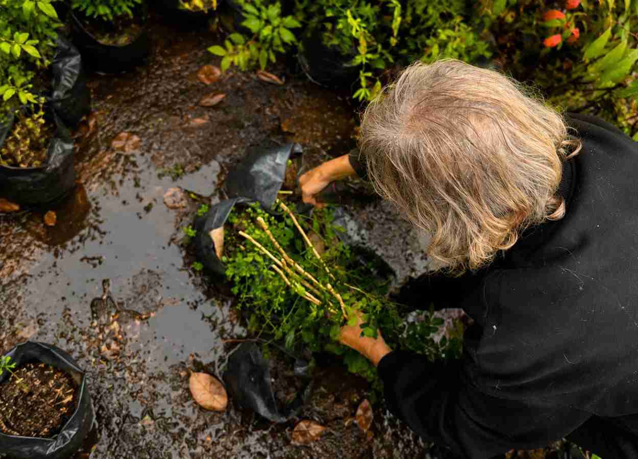 Senasa destrói 51 plantas de murta para prevenir o greening