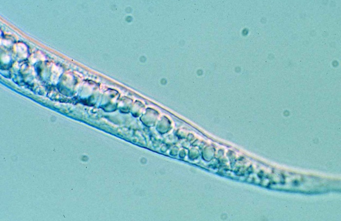 Nanoformulação eleva ação da emamectina em estudo