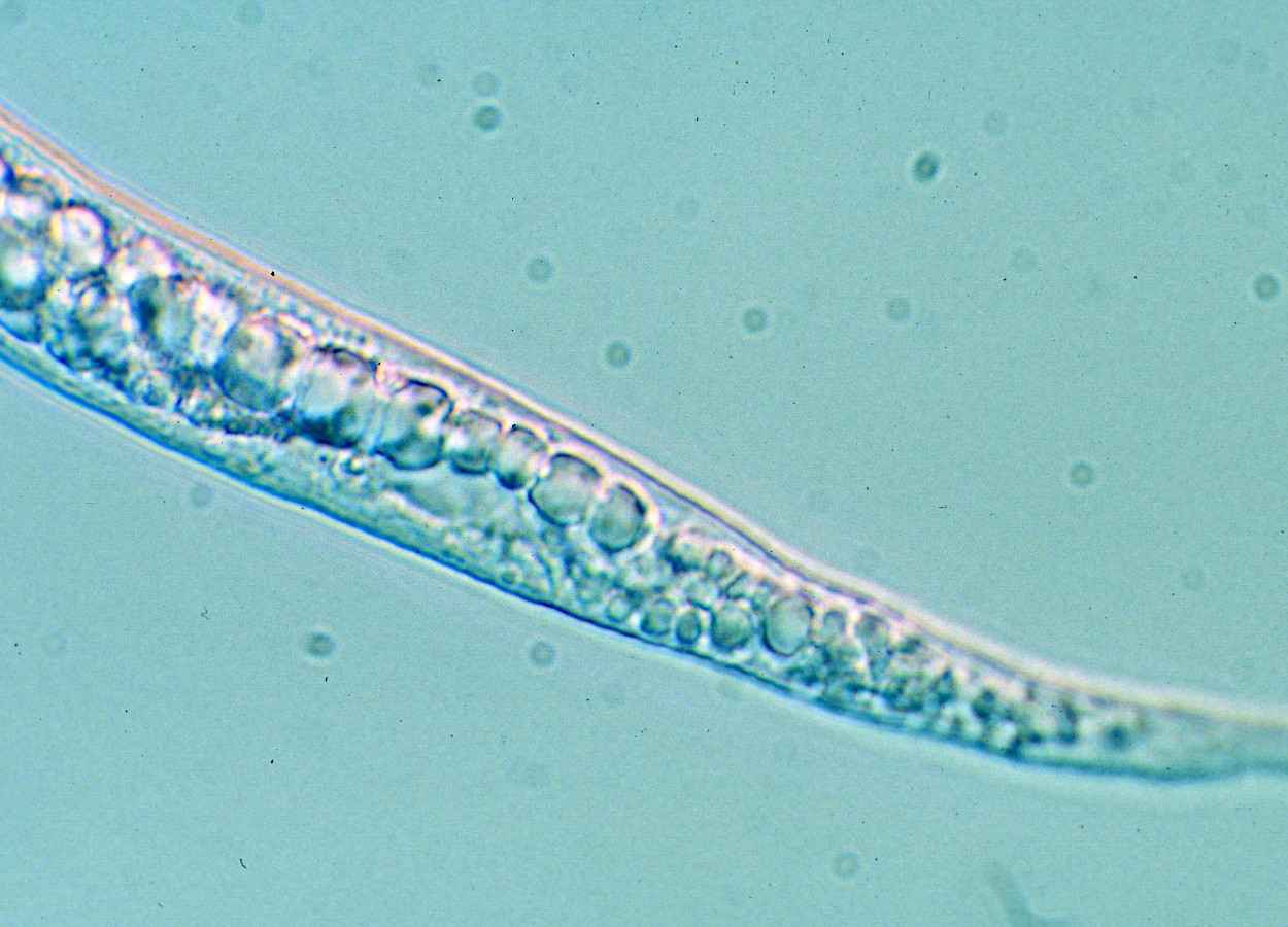 Nanoformulação eleva ação da emamectina em estudo