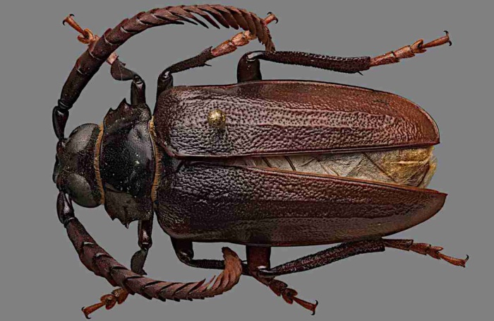 Prionus imbricornis ameaça mirtilos na Carolina do Norte