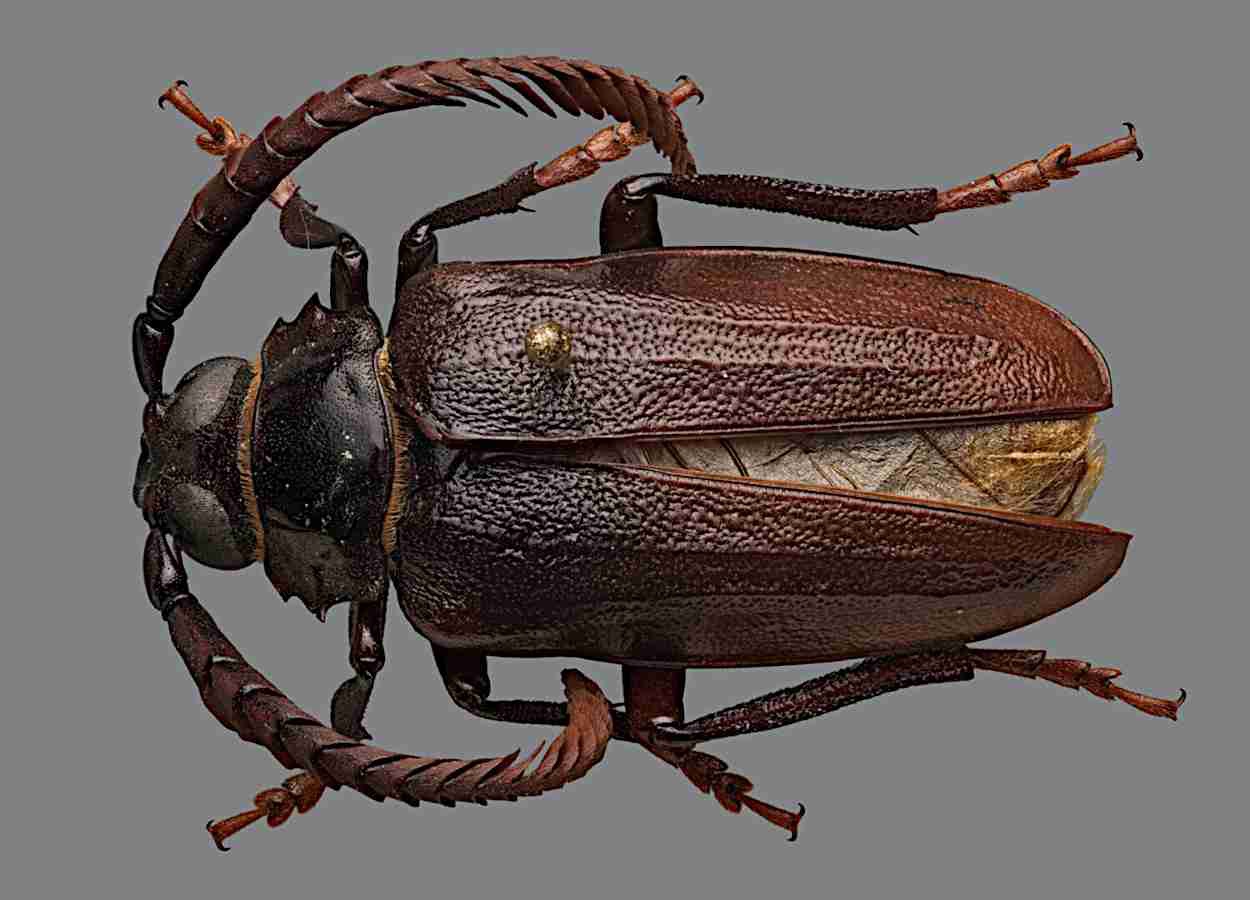 Prionus imbricornis ameaça mirtilos na Carolina do Norte