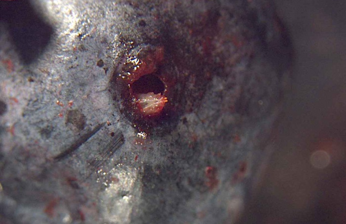 Óleos essenciais ganham espaço no controle de Drosophila suzukii