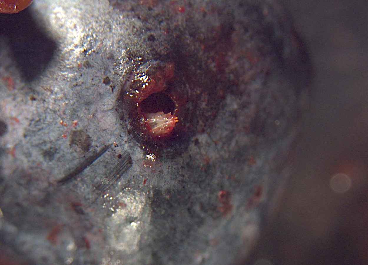 Revisão científica aponta potencial de inseticidas vegetais e destaca nanoencapsulação