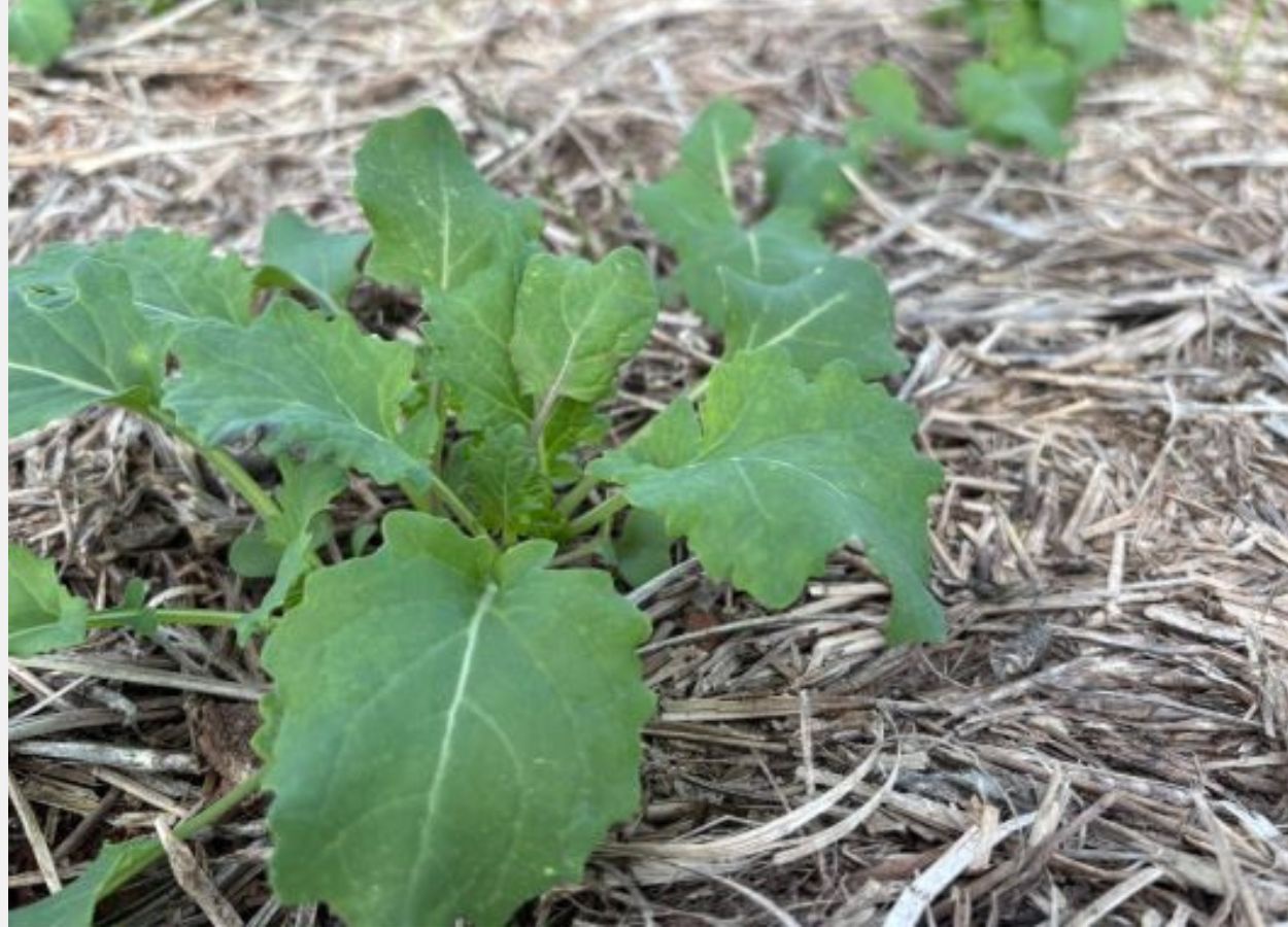 RS Safra 2025/26: canola lidera expansão nas culturas de inverno