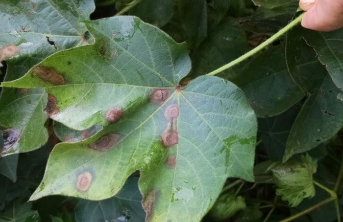 Cultivo de soja pode mitigar mancha-alvo na cotonicultura